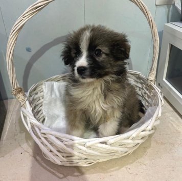 Собаки в добрые руки - Теона - 1