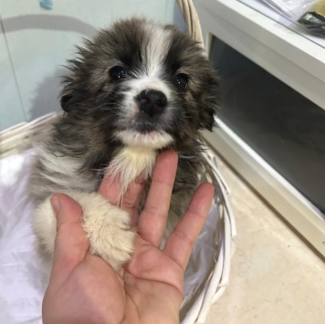 Собаки в добрые руки - Теона - 2