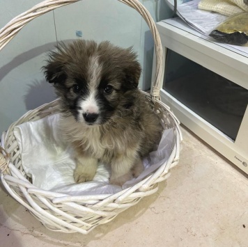 Собаки в добрые руки - Теона - 3