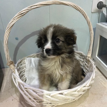 Собаки в добрые руки - Теона