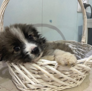 Собаки в добрые руки - Теона - 1