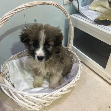 Собаки в добрые руки - Теона - 2