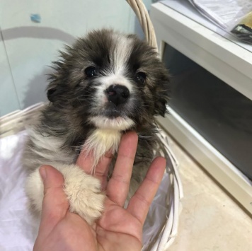 Собаки в добрые руки - Теона - 3