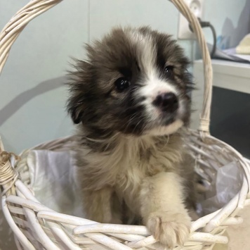 Собаки в добрые руки - Теона - 4