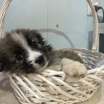 Собаки в добрые руки - Теона - 2