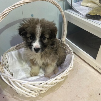 Собаки в добрые руки - Теона - 3