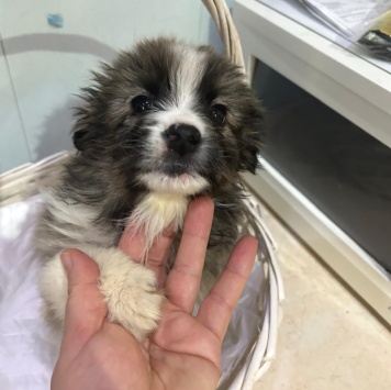 Собаки в добрые руки - Теона - 4