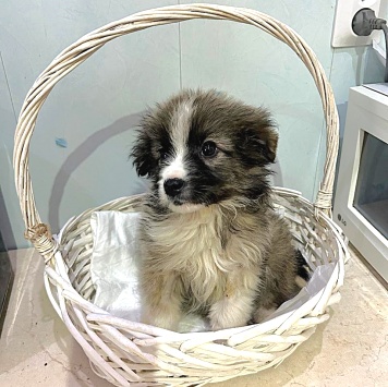 Собаки в добрые руки - Теона