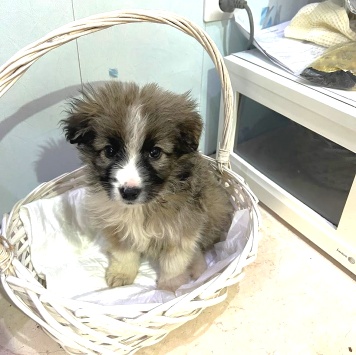 Собаки в добрые руки - Теона - 2