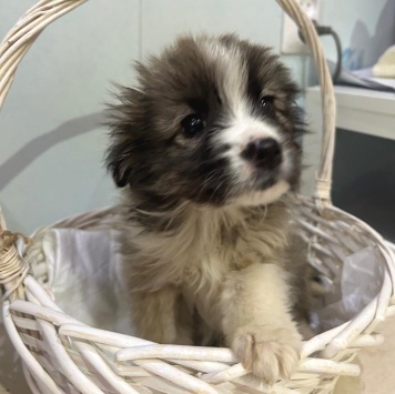 Собаки в добрые руки - Теона - 4