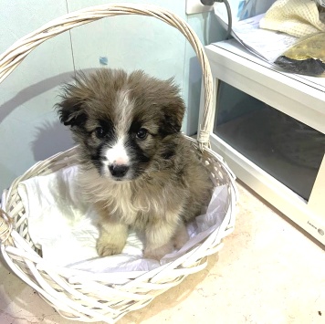 Собаки в добрые руки - Теона