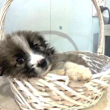 Собаки в добрые руки - Теона - 1