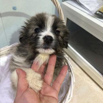 Собаки в добрые руки - Теона - 3