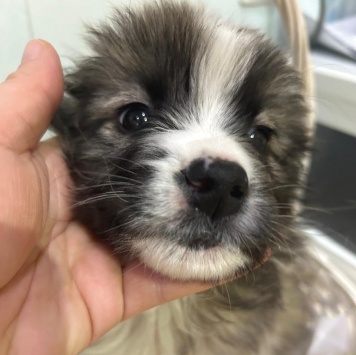 Собаки в добрые руки - Теона - 4