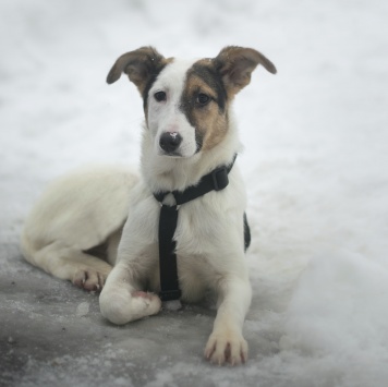 Собаки в добрые руки - Нуга - 1