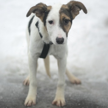 Собаки в добрые руки - Нуга - 2