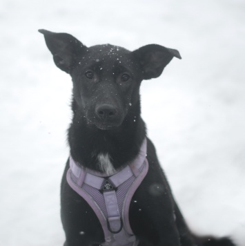 Собаки в добрые руки - Аглая