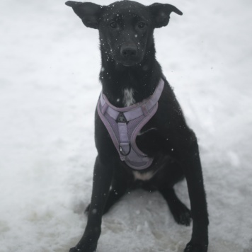 Собаки в добрые руки - Аглая - 1