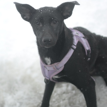 Собаки в добрые руки - Аглая - 2