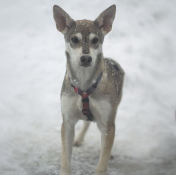 Собаки в добрые руки - Василиса - 1