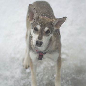 Собаки в добрые руки - Василиса - 2
