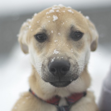 Собаки в добрые руки - Юнона