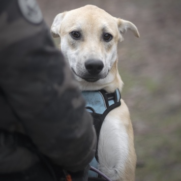 Собаки в добрые руки - Юнона