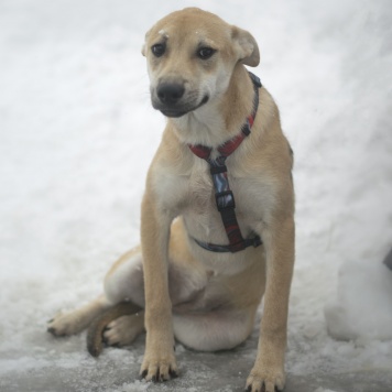 Собаки в добрые руки - Юнона - 1