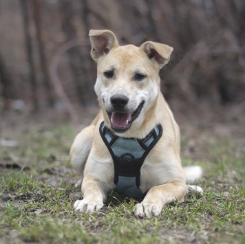 Собаки в добрые руки - Юнона - 1