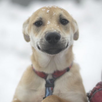 Собаки в добрые руки - Юнона - 2