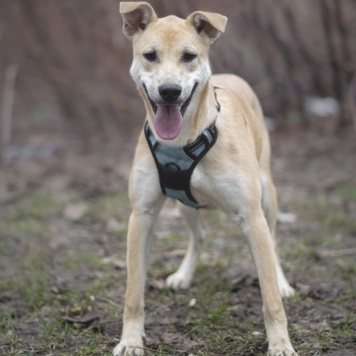 Собаки в добрые руки - Юнона - 2