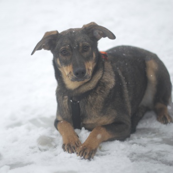 Собаки в добрые руки - Жизель