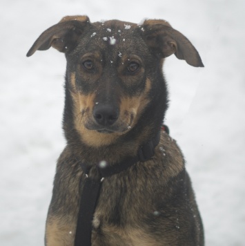 Собаки в добрые руки - Жизель - 1