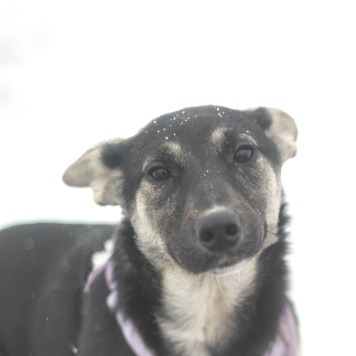 Собаки в добрые руки - Удача