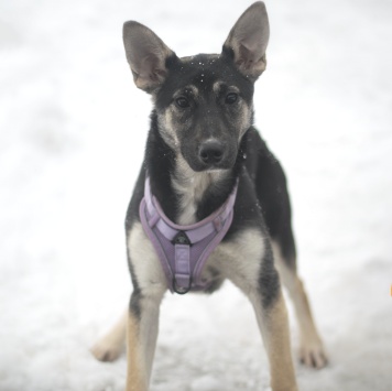 Собаки в добрые руки - Удача - 1