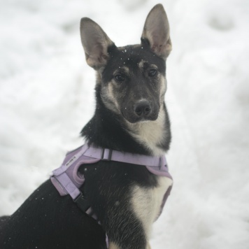 Собаки в добрые руки - Удача - 2