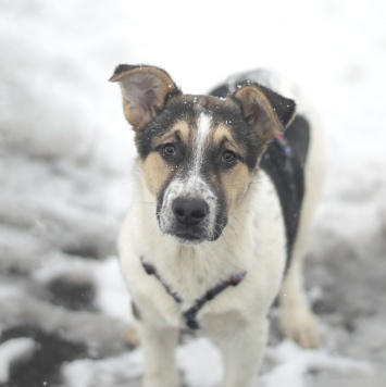 Собаки в добрые руки - Ландыш