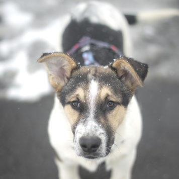 Собаки в добрые руки - Ландыш - 1