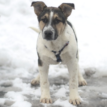 Собаки в добрые руки - Ландыш - 2