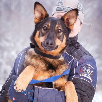 Собаки в добрые руки - Яшма - 1