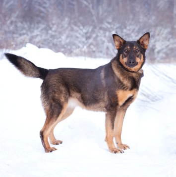 Собаки в добрые руки - Яшма - 2