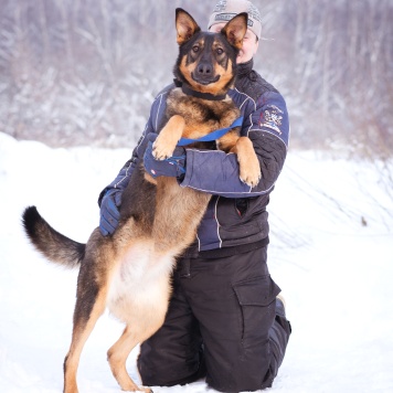 Собаки в добрые руки - Яшма - 4