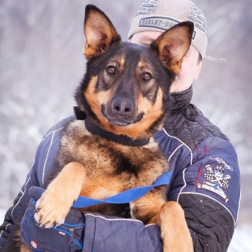 Собаки в добрые руки - Яшма