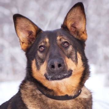 Собаки в добрые руки - Яшма - 1