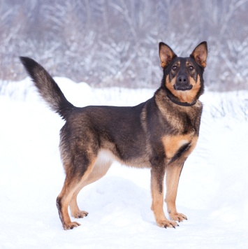 Собаки в добрые руки - Яшма - 2