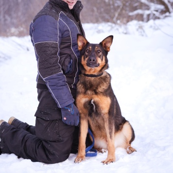 Собаки в добрые руки - Яшма - 3