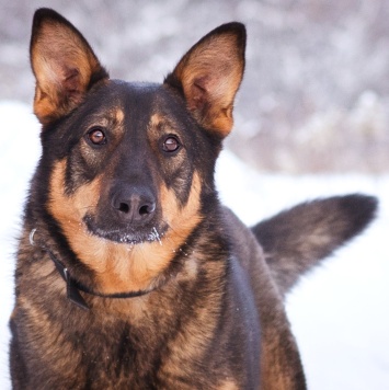 Собаки в добрые руки - Яшма