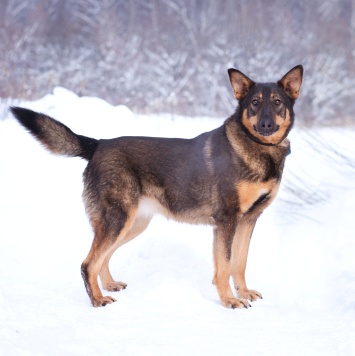 Собаки в добрые руки - Яшма - 1