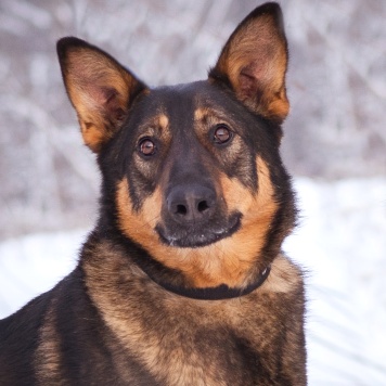 Собаки в добрые руки - Яшма - 2