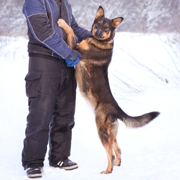 Собаки в добрые руки - Яшма - 4